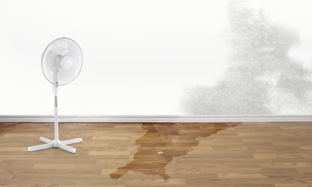 Best Water damage restoration cost  in Starbuck, MN